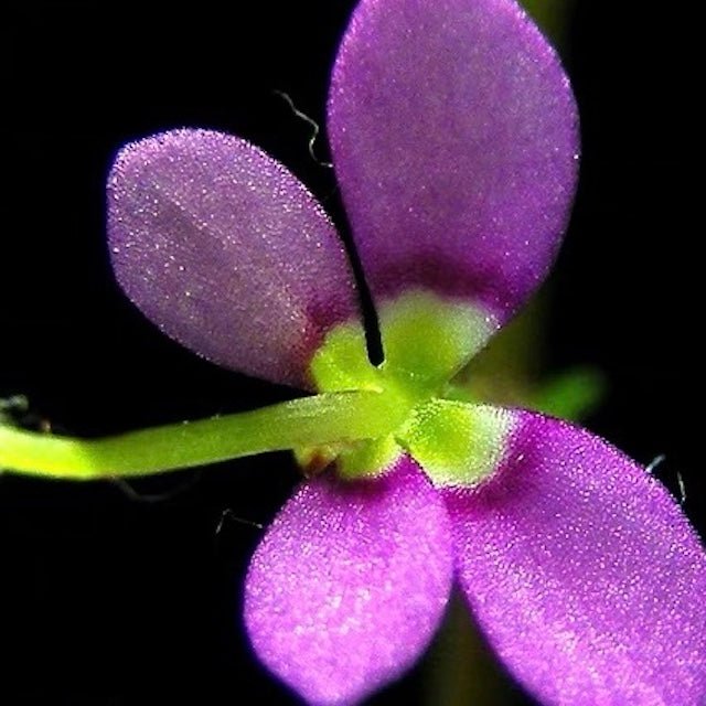 丹波花柱草 Frail triggerplant (Stylidium debile) - 森流 GreenFlow - 動植物造景專門店