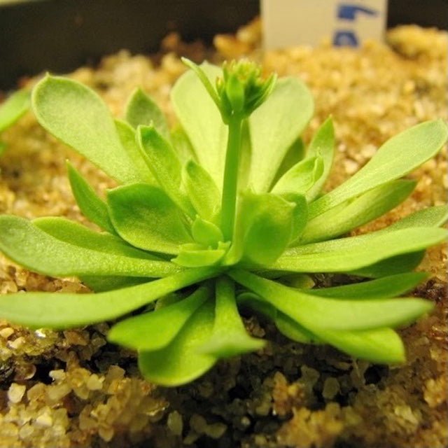 丹波花柱草 Frail triggerplant (Stylidium debile) - 森流 GreenFlow - 動植物造景專門店