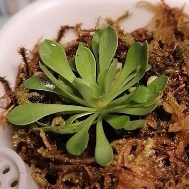 丹波花柱草 Frail triggerplant (Stylidium debile) - 森流 GreenFlow - 動植物造景專門店