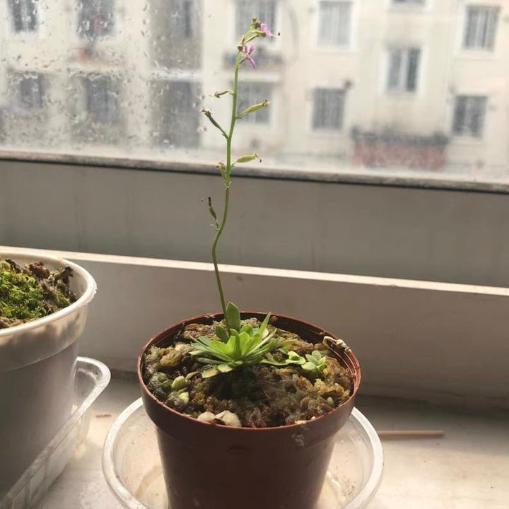 丹波花柱草 Frail triggerplant (Stylidium debile) - 森流 GreenFlow - 動植物造景專門店