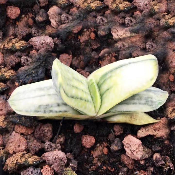 子寶錦 Ox - tongue (Gasteria gracilis cv. Variegata Yellow) - 森流 GreenFlow - 動植物造景專門店