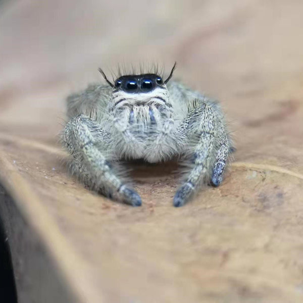 斑腹蠅象 Giant Jumping Spider (Hyllus diardi)