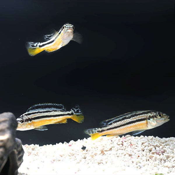 二線鳳凰 Golden Mbuna (Melanochromis auratus) - 森流 GreenFlow - 動植物造景專門店