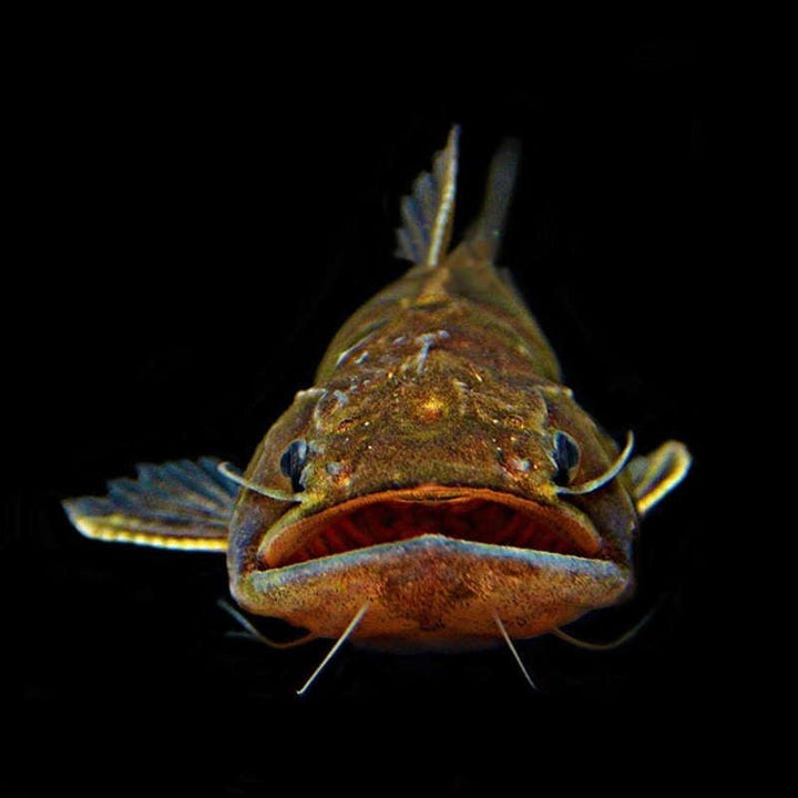 大嘴鯨 Gulper Catfish (Asterophysus batrachus) - 森流 GreenFlow - 動植物造景專門店