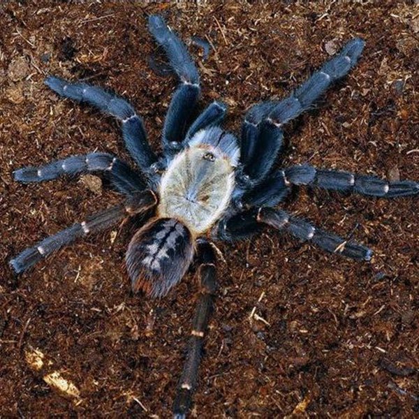 巴赫馬地老虎 Haplopelma sp ‘Bach Ma’ - 森流 GreenFlow - 動植物造景專門店