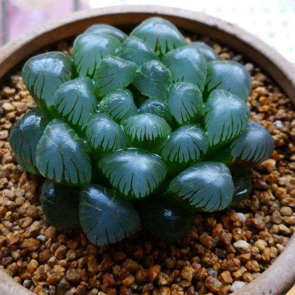 圓頭玉露 Haworthia cooperi var. pilifera - 森流 GreenFlow - 動植物造景專門店