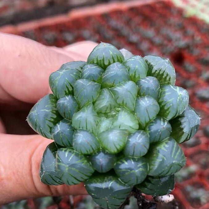 姬玉露 Haworthia cooperi var. truncata - 森流 GreenFlow - 動植物造景專門店