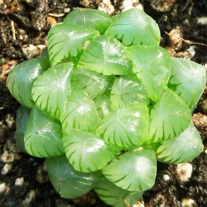 姬玉露 Haworthia cooperi var. truncata - 森流 GreenFlow - 動植物造景專門店