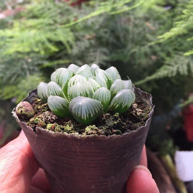 姬玉露 Haworthia cooperi var. truncata - 森流 GreenFlow - 動植物造景專門店