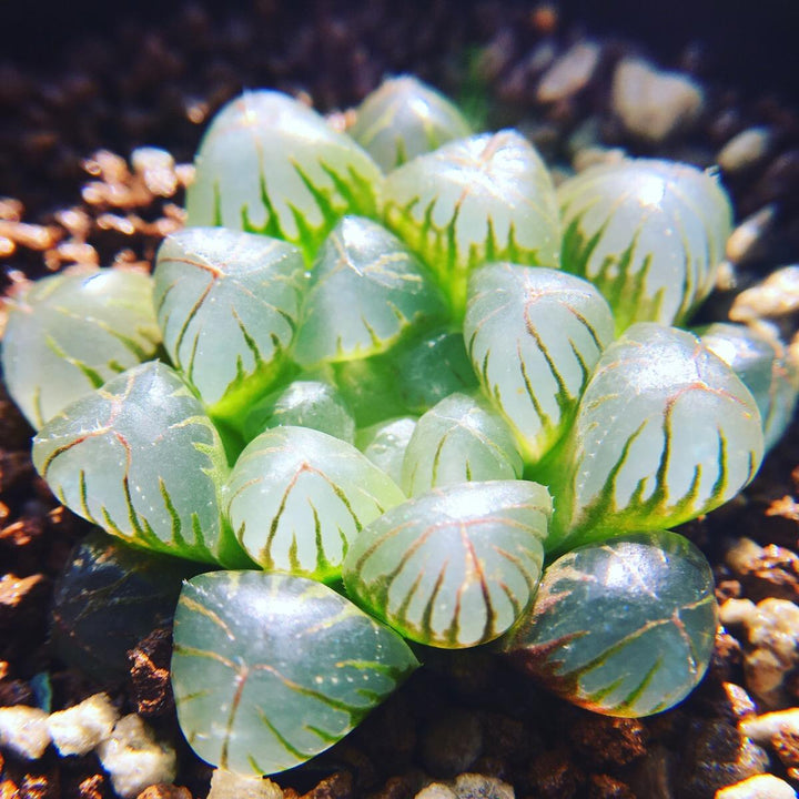 姬玉露 Haworthia cooperi var. truncata - 森流 GreenFlow - 動植物造景專門店