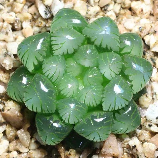 姬玉露 Haworthia cooperi var. truncata - 森流 GreenFlow - 動植物造景專門店