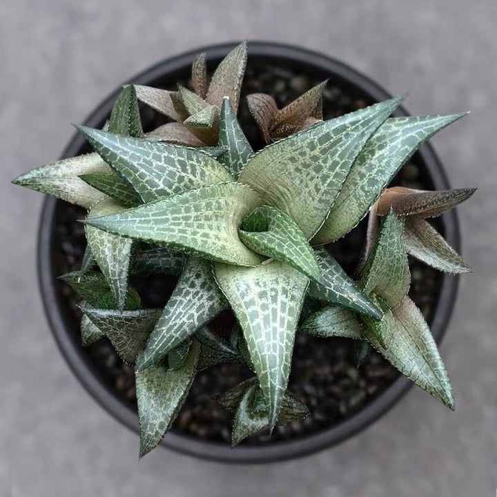 龍鱗 Venstertjie (Haworthia venosa ssp. tessellata) - 森流 GreenFlow - 動植物造景專門店