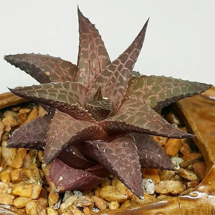 龍鱗 Venstertjie (Haworthia venosa ssp. tessellata) - 森流 GreenFlow - 動植物造景專門店