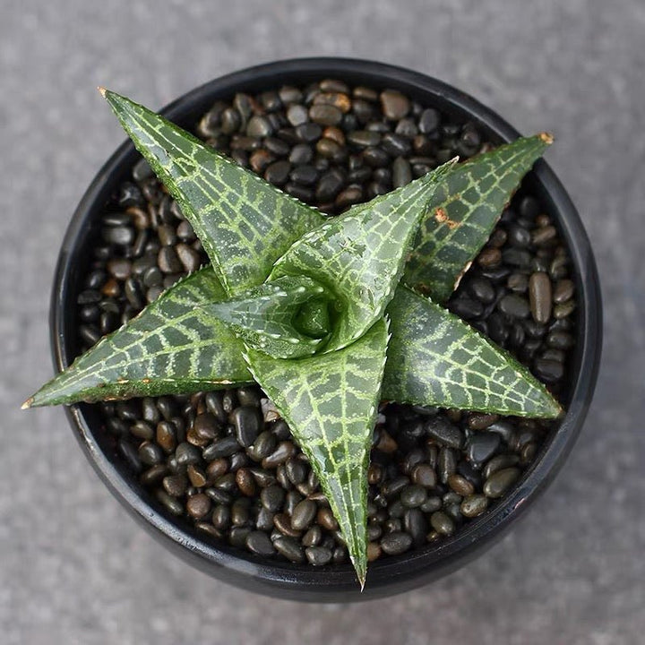 龍鱗 Venstertjie (Haworthia venosa ssp. tessellata) - 森流 GreenFlow - 動植物造景專門店