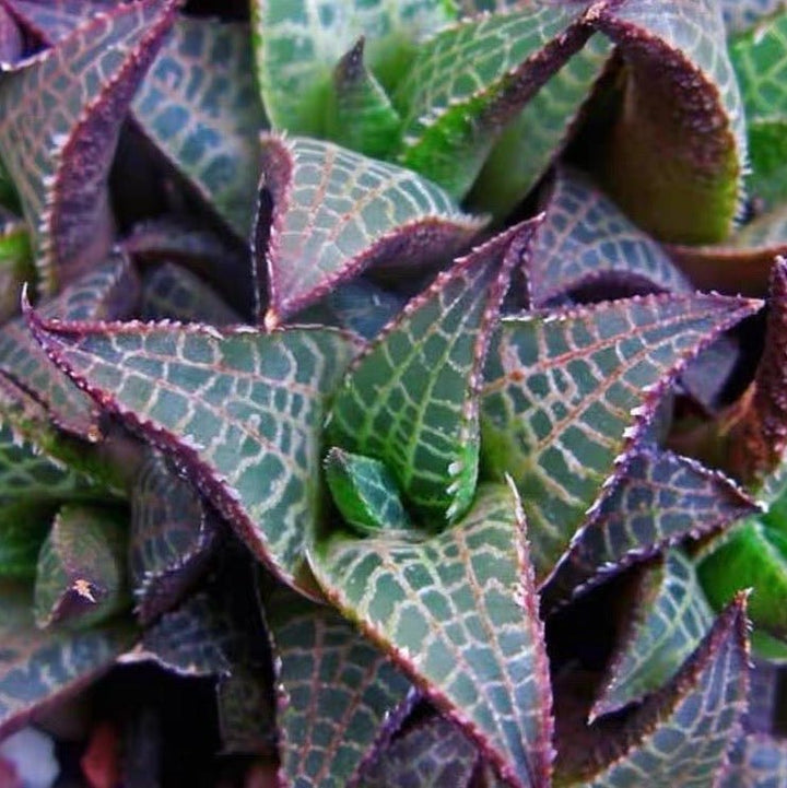 龍鱗 Venstertjie (Haworthia venosa ssp. tessellata) - 森流 GreenFlow - 動植物造景專門店