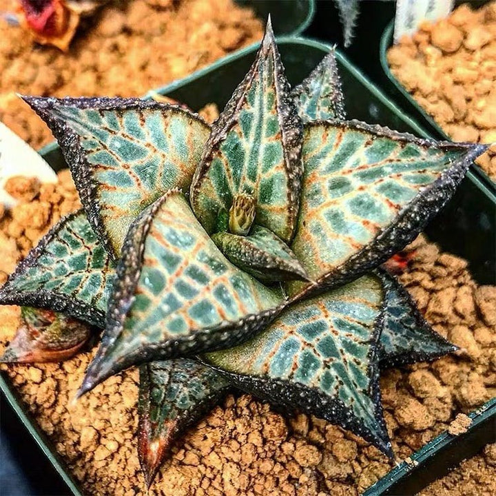 龍鱗 Venstertjie (Haworthia venosa ssp. tessellata) - 森流 GreenFlow - 動植物造景專門店