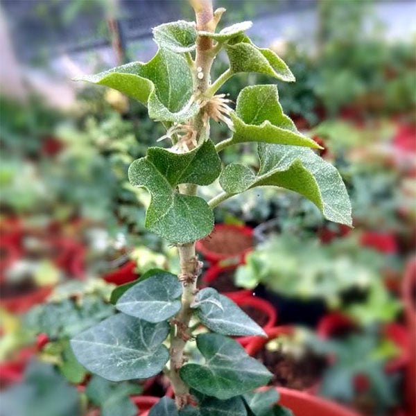 常春藤 Hedera Helix Erecta (Hedera linn) - 森流 GreenFlow - 動植物造景專門店