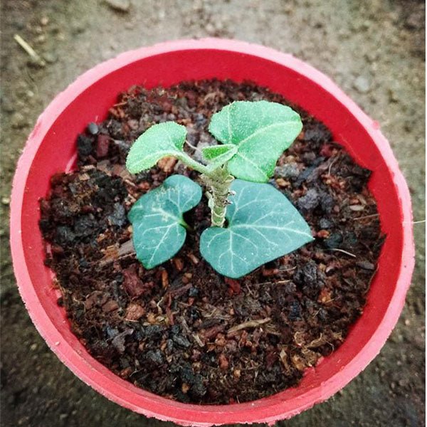 常春藤 Hedera Helix Erecta (Hedera linn) - 森流 GreenFlow - 動植物造景專門店