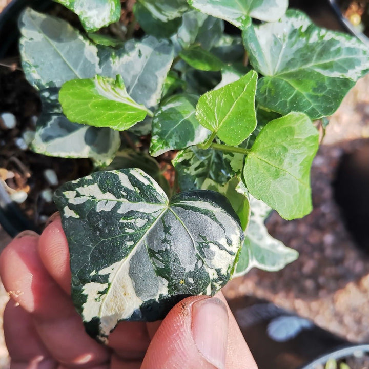 常春藤 Kolibri ( Hedera helix ) - 森流 GreenFlow - 動植物造景專門店