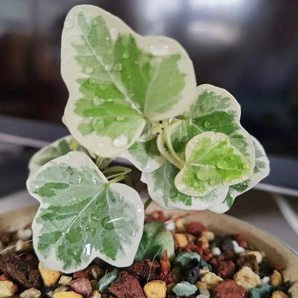 常春藤 Yukihotaru Ivy var. (Hedera helix) - 森流 GreenFlow - 動植物造景專門店