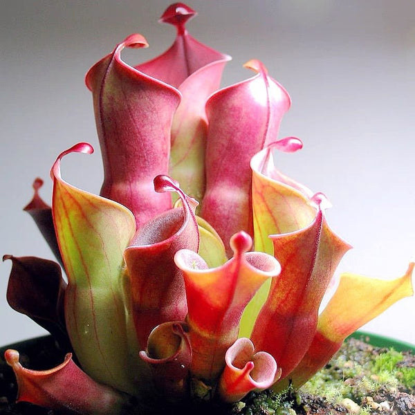 小太陽瓶子草 Heliamphora minor - 森流 GreenFlow - 動植物造景專門店