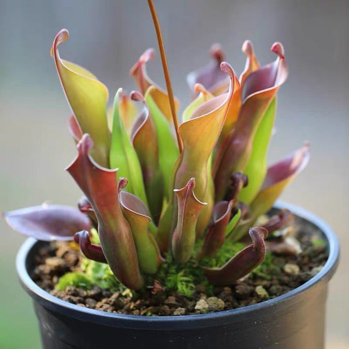 小太陽瓶子草 Heliamphora minor - 森流 GreenFlow - 動植物造景專門店