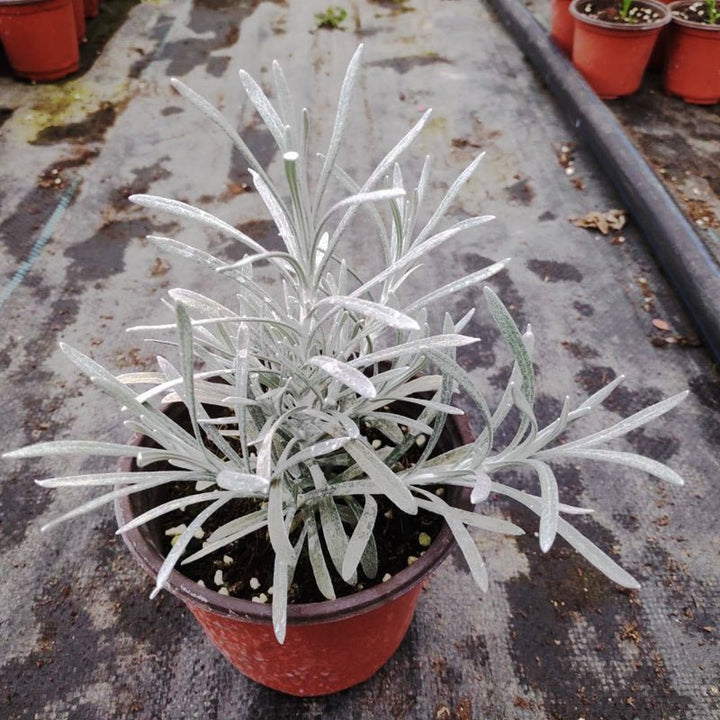 冰錐蠟菊 Helichrysum ’ Crystal Ice ‘ - 森流 GreenFlow - 動植物造景專門店