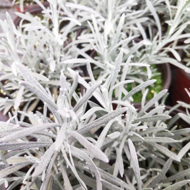 冰錐蠟菊 Helichrysum ’ Crystal Ice ‘ - 森流 GreenFlow - 動植物造景專門店