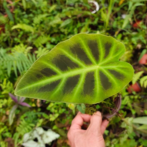 岩芋 Hitchhiker elephant ear(Remusatia vivipara) - 森流 GreenFlow - 動植物造景專門店