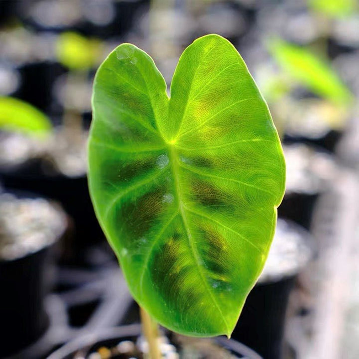 岩芋 Hitchhiker elephant ear(Remusatia vivipara) - 森流 GreenFlow - 動植物造景專門店