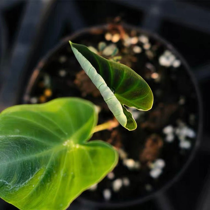 岩芋 Hitchhiker elephant ear(Remusatia vivipara) - 森流 GreenFlow - 動植物造景專門店