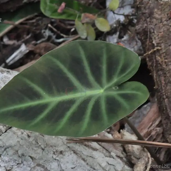 岩芋 Hitchhiker elephant ear(Remusatia vivipara) - 森流 GreenFlow - 動植物造景專門店