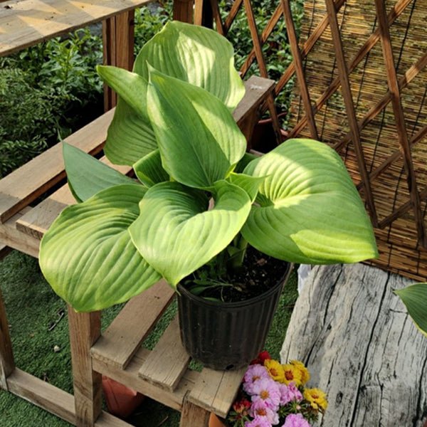 巨無霸玉簪 Sum And Substance Hosta - 森流 GreenFlow - 動植物造景專門店