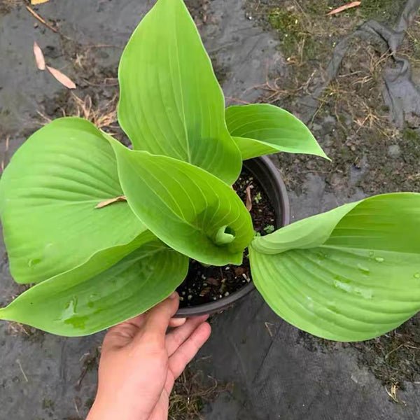 巨無霸玉簪 Sum And Substance Hosta - 森流 GreenFlow - 動植物造景專門店