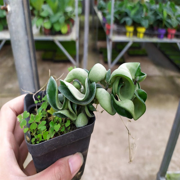 捲葉球蘭 Hindu Rope ( Hoya carnosa ' Compacta ' ) - 森流 GreenFlow - 動植物造景專門店