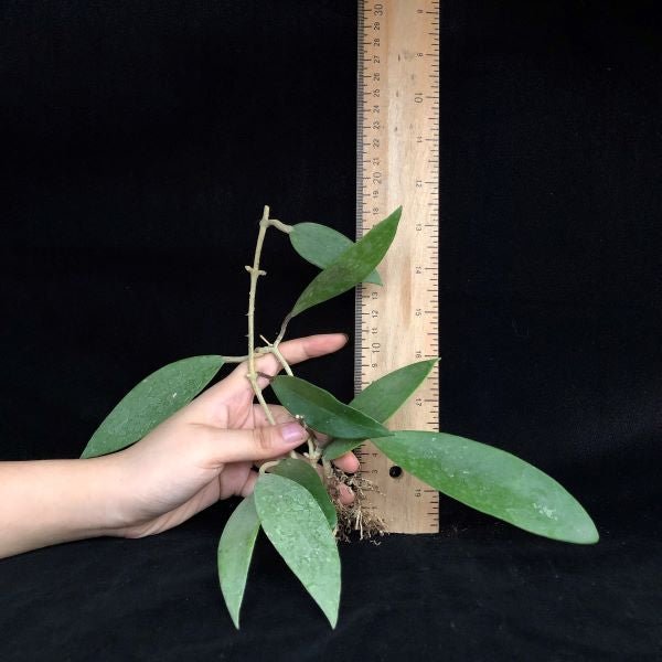 尖葉球蘭 Hoya acuta - 森流 GreenFlow - 動植物造景專門店