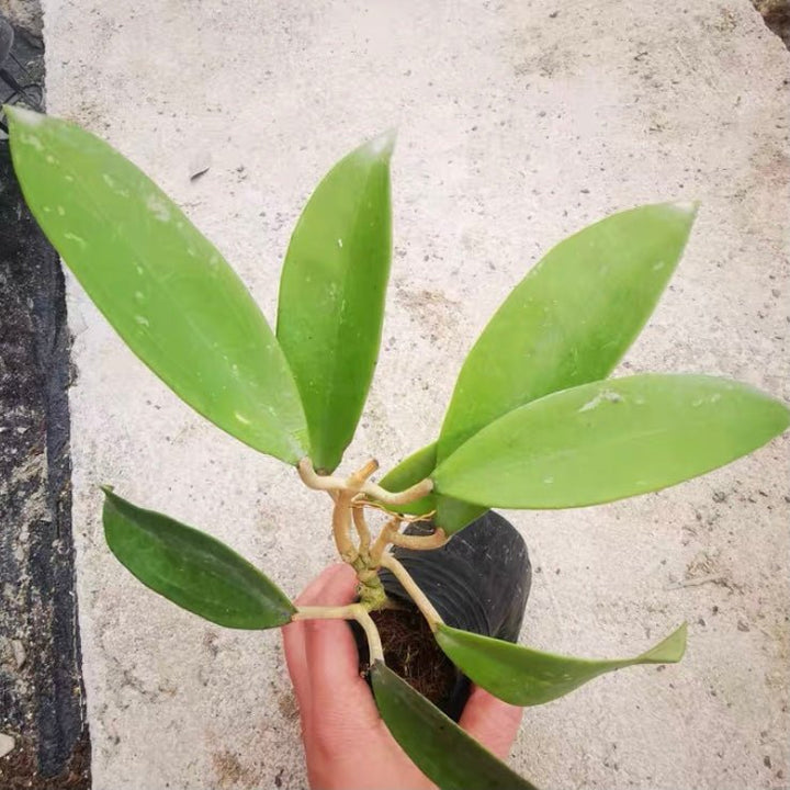 尖葉球蘭 Hoya acuta - 森流 GreenFlow - 動植物造景專門店