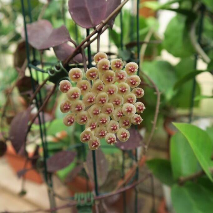 彩芯球蘭 Hoya pubera 'Hoya aff. picta' - 森流 GreenFlow - 動植物造景專門店