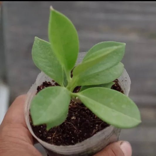 南方球蘭 Hoya australis ' Keysii ' - 森流 GreenFlow - 動植物造景專門店