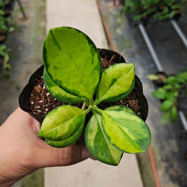 斑葉南方球蘭 Hoya Australis variegata - 森流 GreenFlow - 動植物造景專門店