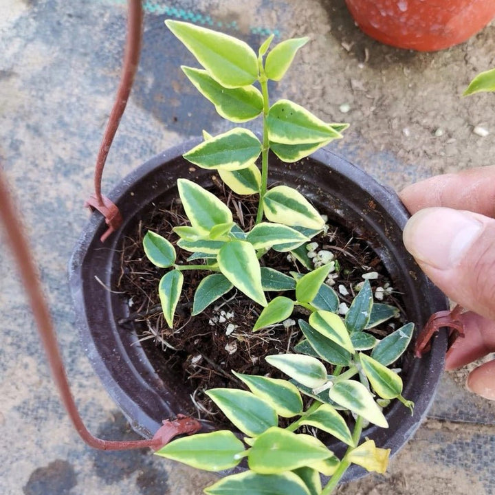 斑葉貝拉球蘭 Hoya bella variegated - 森流 GreenFlow - 動植物造景專門店