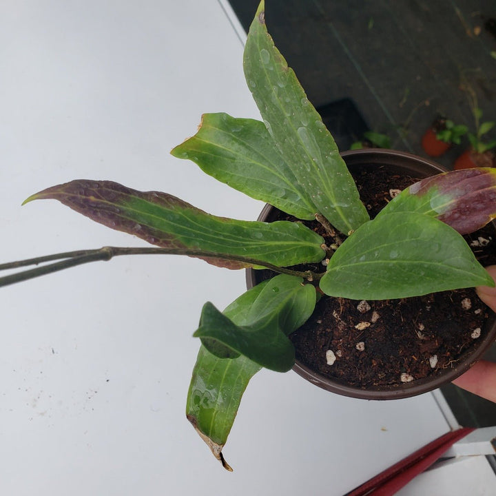 本格爾頓球蘭 Hoya benguetensis - 森流 GreenFlow - 動植物造景專門店