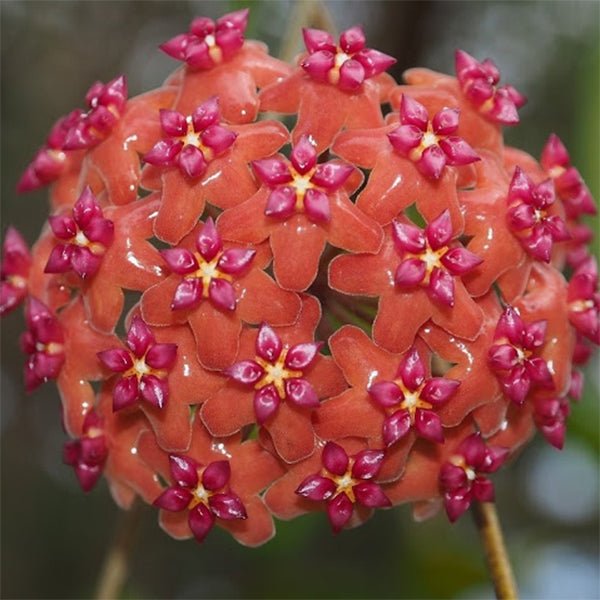 本格爾頓球蘭 Hoya benguetensis - 森流 GreenFlow - 動植物造景專門店