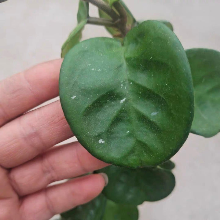 克林頓球蘭 Hoya carnosa clinton - 森流 GreenFlow - 動植物造景專門店