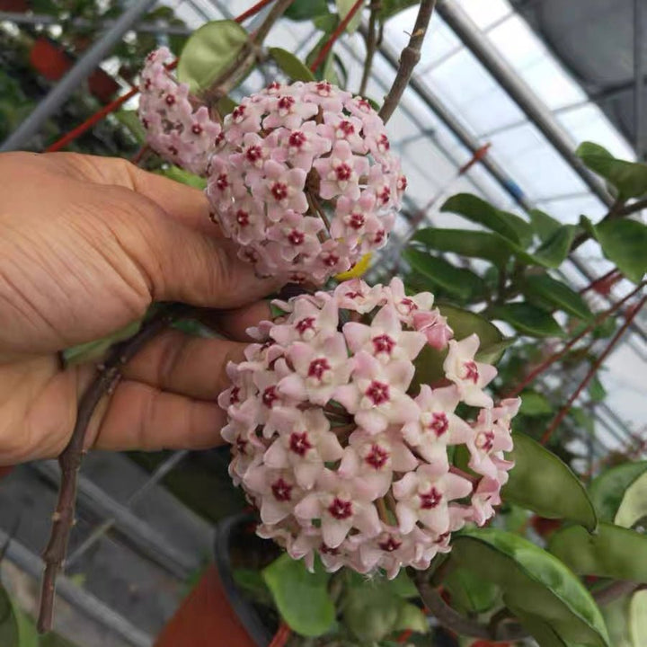 克林頓球蘭 Hoya carnosa clinton - 森流 GreenFlow - 動植物造景專門店