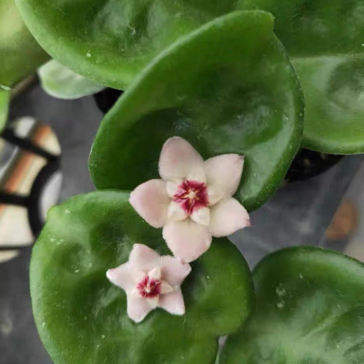 克林頓球蘭 Hoya carnosa clinton - 森流 GreenFlow - 動植物造景專門店