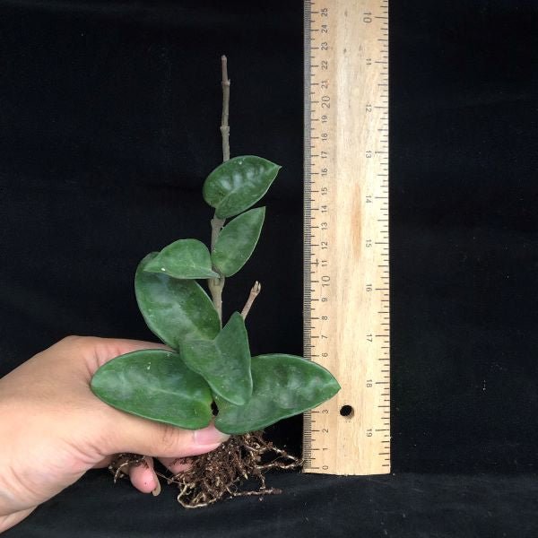 克林克球蘭 Hoya carnosa var.Krinkle - 森流 GreenFlow - 動植物造景專門店