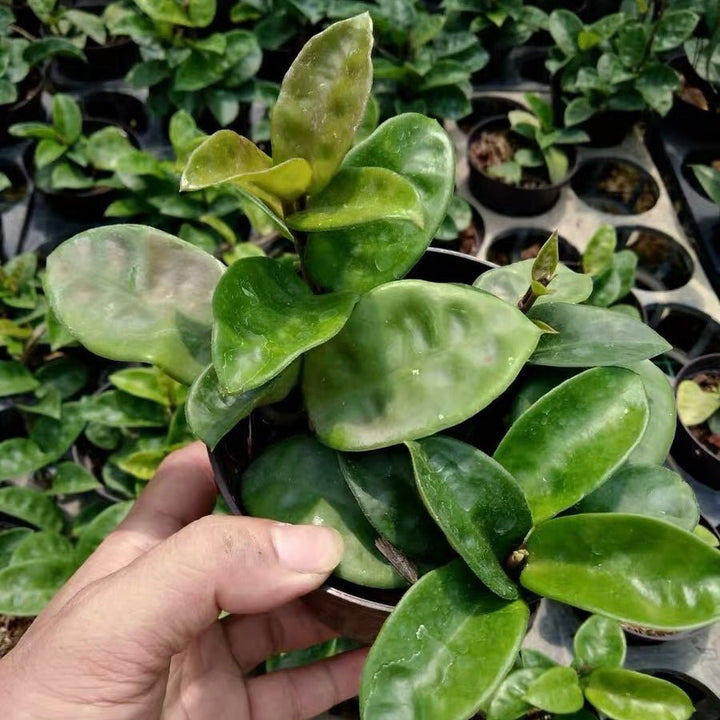 克林克球蘭 Hoya carnosa var.Krinkle - 森流 GreenFlow - 動植物造景專門店