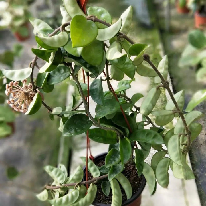 克林克球蘭 Hoya carnosa var.Krinkle - 森流 GreenFlow - 動植物造景專門店