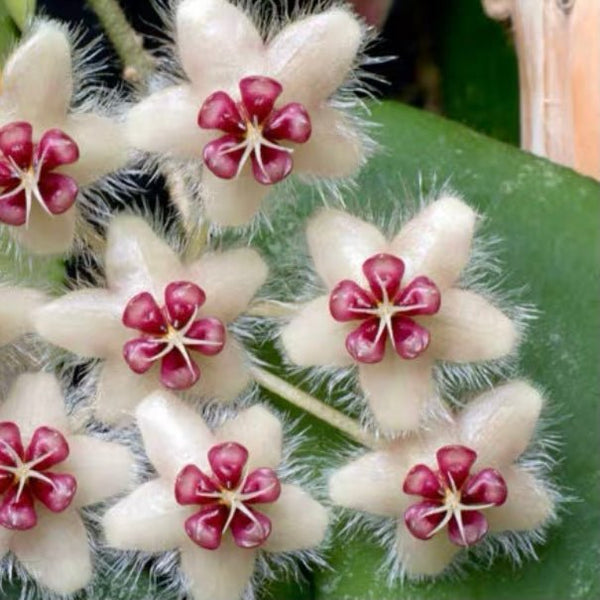 尾狀球蘭 Hoya caudata ‘ Red ' - 森流 GreenFlow - 動植物造景專門店